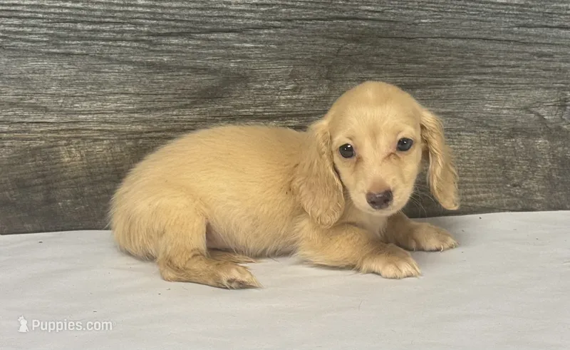Atlas-lh (pet home only) – Miniature Dachshund puppy for sale in Aiken, SC