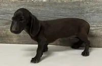 Dom (lh/creme/pie, a male Miniature Dachshund for sale in Aiken, SC – 2 of 2