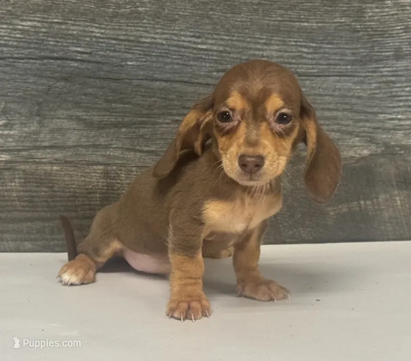 Max (daple/creme/deluite/pie/lh -russain dad – Miniature Dachshund puppy for sale in Aiken, SC