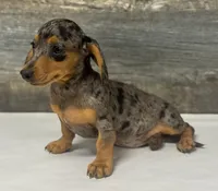 Baby (daple/creme/lh, a female Miniature Dachshund for sale in Aiken, SC – 3 of 3
