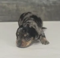 Rocky (daple/lh/creme/pie/deluite, a male Miniature Dachshund for sale in Aiken, SC – Photo 2 of 2