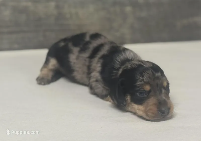 Rocky (daple/lh/creme/pie/deluite – Miniature Dachshund puppy for sale in Aiken, SC