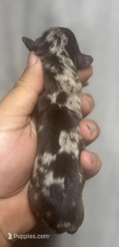 Dax (daple/creme/pie/lh – Miniature Dachshund puppy for sale in Aiken, SC