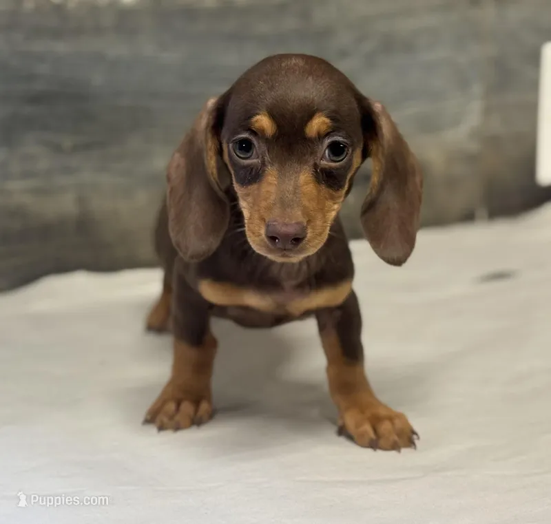 Coco (daple/deluite/pie/lh – Miniature Dachshund puppy for sale in Aiken, SC