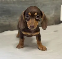 Coco (daple/deluite/pie/lh, a female Miniature Dachshund for sale in Aiken, SC – Photo 1 of 2