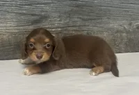 Diva-lh (crème/daple/pie/deluite, a female Miniature Dachshund for sale in Aiken, SC – 2 of 2