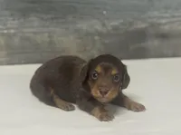 Chewy-lh (daple/creme/deluite-russian dad, a male Miniature Dachshund for sale in Aiken, SC – Photo 2 of 2