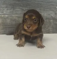 Chewy-lh (daple/creme/deluite-russian dad, a male Miniature Dachshund for sale in Aiken, SC – Photo 1 of 2