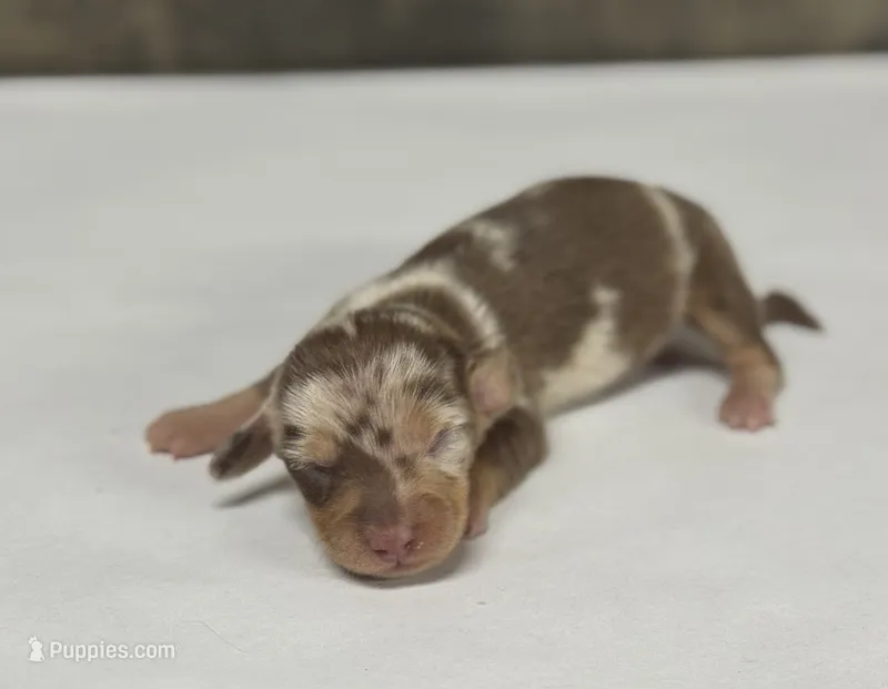Diva (daple/deluite/lh – Miniature Dachshund puppy for sale in Aiken, SC