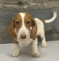 Rolo (Deluite/lh/creme- Russian dad, a male Miniature Dachshund for sale in Aiken, SC – 1 of 4