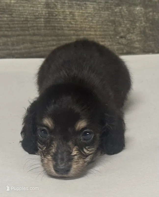 Jack-lh (daple/creme – Miniature Dachshund puppy for sale in Aiken, SC