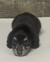 Jack-lh (daple/creme, a male Miniature Dachshund for sale in Aiken, SC – 1 of 2