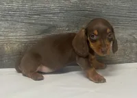 Chex (daple/creme/deluite/pie, a male Miniature Dachshund for sale in Aiken, SC – 2 of 2