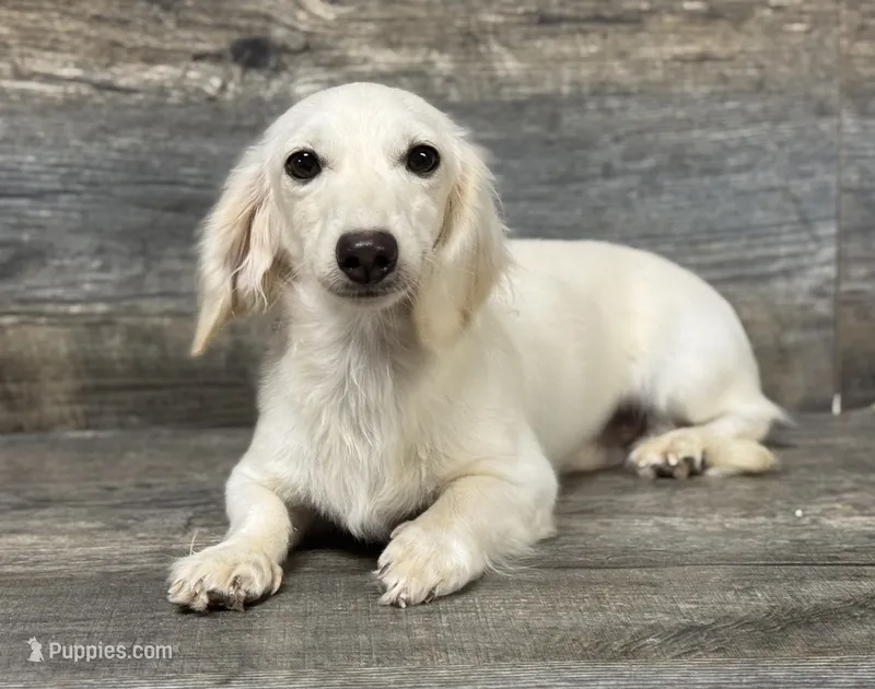 Casper (creme – Miniature Dachshund puppy for sale in Aiken, SC