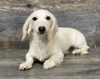 Casper (creme, a male Miniature Dachshund for sale in Aiken, SC – 1 of 3