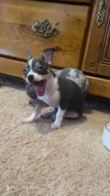 Girl puppy – Chihuahua puppy for sale in Beaver Dam, WI