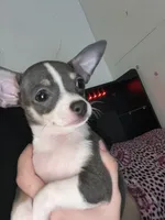 Girl puppy, a female Chihuahua for sale in Beaver Dam, WI – 4 of 8