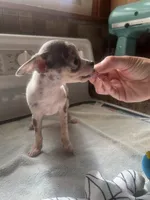 Boy puppy, a male Chihuahua for sale in Beaver Dam, WI – 2 of 10