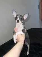 Girl puppy, a female Chihuahua for sale in Beaver Dam, WI – 6 of 8