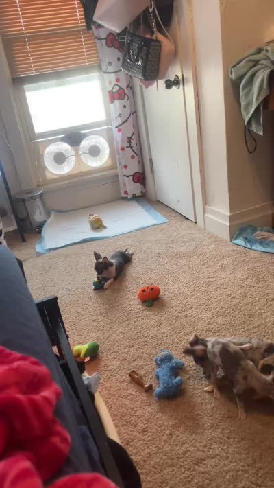 Girl puppy, a female Chihuahua for sale in Beaver Dam, WI – 3 of 8