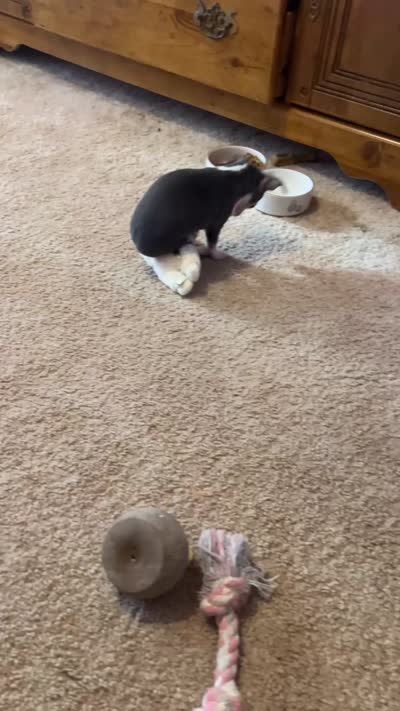 Girl puppy, a female Chihuahua for sale in Beaver Dam, WI – 8 of 8