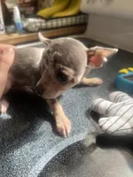 Boy puppy, a male Chihuahua for sale in Beaver Dam, WI – 7 of 10