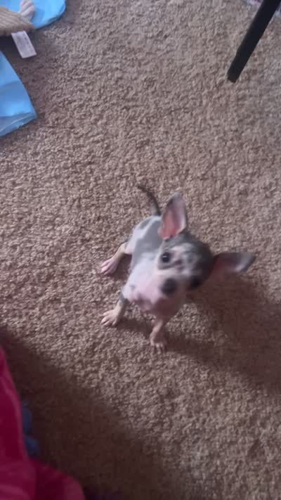 Boy puppy, a male Chihuahua for sale in Beaver Dam, WI – 10 of 10