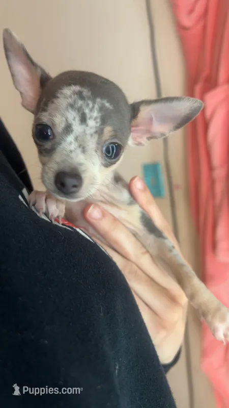 Boy puppy – Chihuahua puppy for sale in Beaver Dam, WI