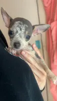 Boy puppy, a male Chihuahua for sale in Beaver Dam, WI – 1 of 10
