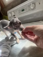 Boy puppy, a male Chihuahua for sale in Beaver Dam, WI – 4 of 10