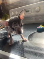 Boy puppy, a male Chihuahua for sale in Beaver Dam, WI – 9 of 10
