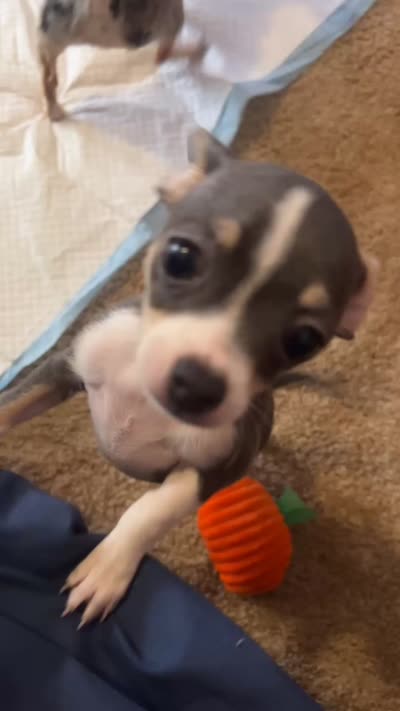 Girl puppy, a female Chihuahua for sale in Beaver Dam, WI – 5 of 8