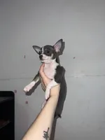Girl puppy, a female Chihuahua for sale in Beaver Dam, WI – 2 of 8