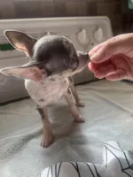 Boy puppy, a male Chihuahua for sale in Beaver Dam, WI – 3 of 10