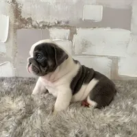 Male, Blue and White, a male English Bulldog for sale in Houston, TX – Photo 2 of 8