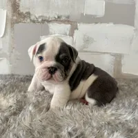 Male, Blue and White, a male English Bulldog for sale in Houston, TX – Photo 5 of 8
