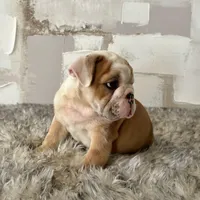 Male, Fawn and White, a male English Bulldog for sale in Houston, TX – Photo 4 of 7