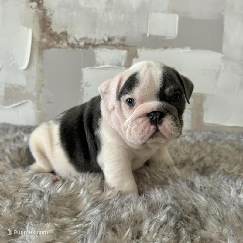 Male, Blue and White, a male English Bulldog for sale in Houston, TX – Photo 1 of 8