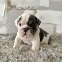 Male, Blue and White, a male English Bulldog for sale in Houston, TX – Photo 8 of 8