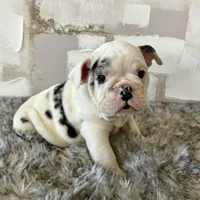 Male, Black Merle, a male English Bulldog for sale in Houston, TX – Photo 6 of 7