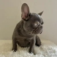 Male, Blue Full Suit, a male French Bulldog for sale in Houston, TX – Photo 2 of 5