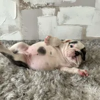 Male, Blue and White, a male English Bulldog for sale in Houston, TX – Photo 4 of 8