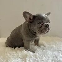 Male, Blue and Tan, a male French Bulldog for sale in Houston, TX – Photo 5 of 6