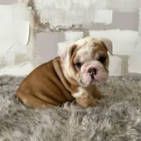 Male, Fawn and White, a male English Bulldog for sale in Houston, TX – Photo 1 of 7
