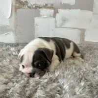 Male, Blue and White, a male English Bulldog for sale in Houston, TX – Photo 7 of 8