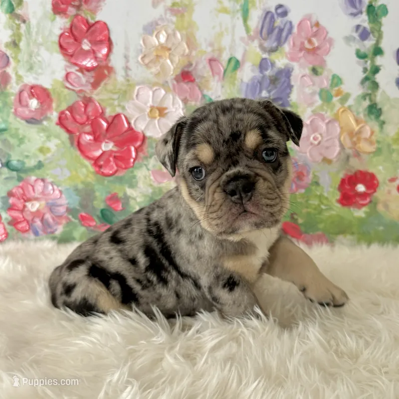 Male, Black Tri Merle