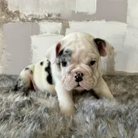 Male, Black Merle, a male English Bulldog for sale in Houston, TX – Photo 4 of 7