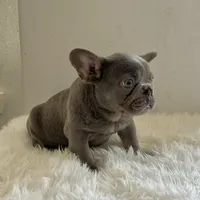 Male, Blue and Tan, a male French Bulldog for sale in Houston, TX – Photo 1 of 6