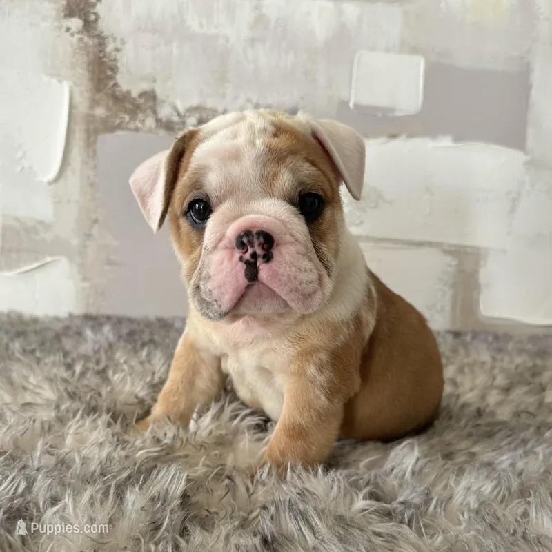 Male, Fawn and White