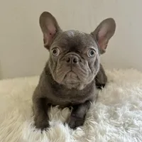 Male, Blue Full Suit, a male French Bulldog for sale in Houston, TX – Photo 3 of 5